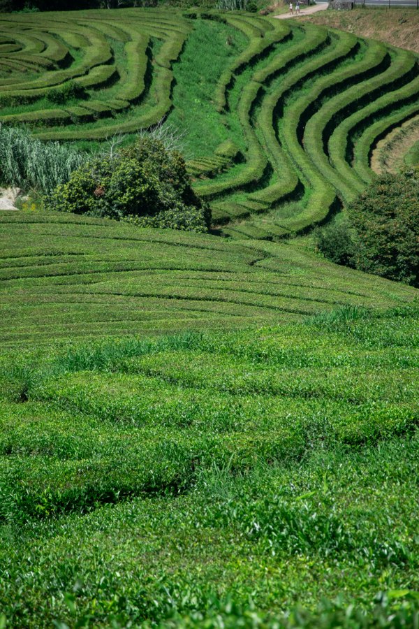viaggio-alle-azzorre-sao-miguel